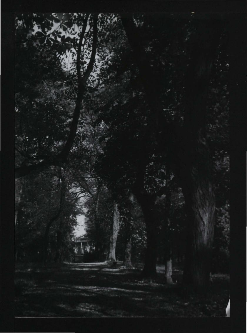 3 fotografie czarno-białe przedstawiające aleję parkową widącą do budowli stylizowanej na świątynię grecką – tzw. Domku Żółtego/Aleksandra, skan 3