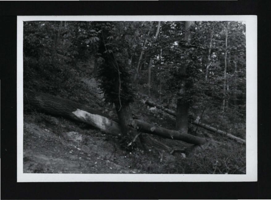8 fotografii czarno-białych przedstawiających fragmenty miejscowego parku, skan 1
