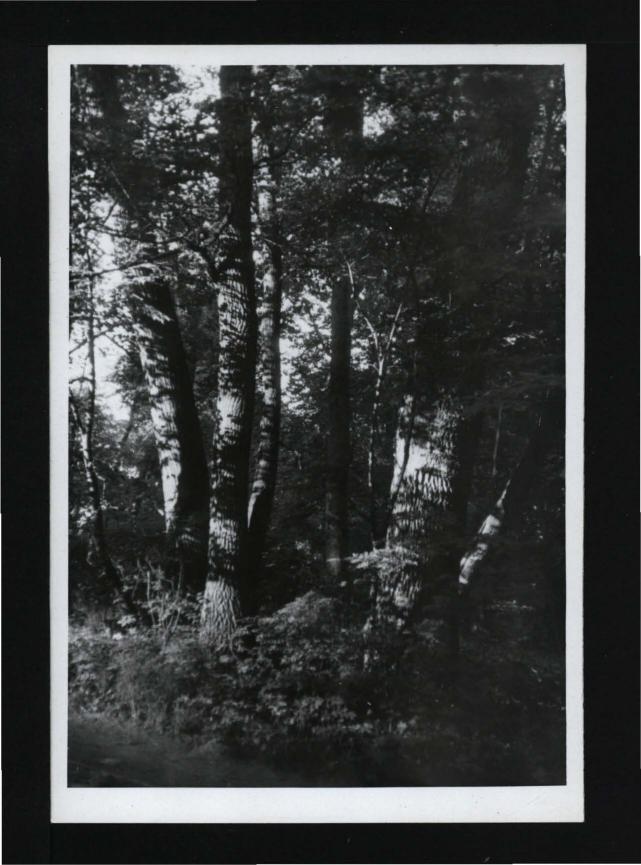 8 fotografii czarno-białych przedstawiających fragmenty miejscowego parku, skan 5