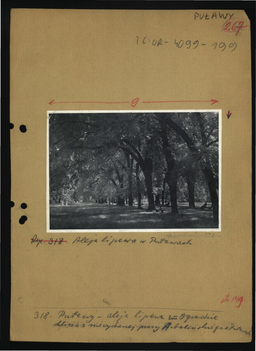 reprodukcja fotografii czarno-białej z niewydanej publikacji A. Golińskiego dotyczący tej miejscowości oraz przedstawiającej aleję lipową w miejscowym parku                             , skan 1