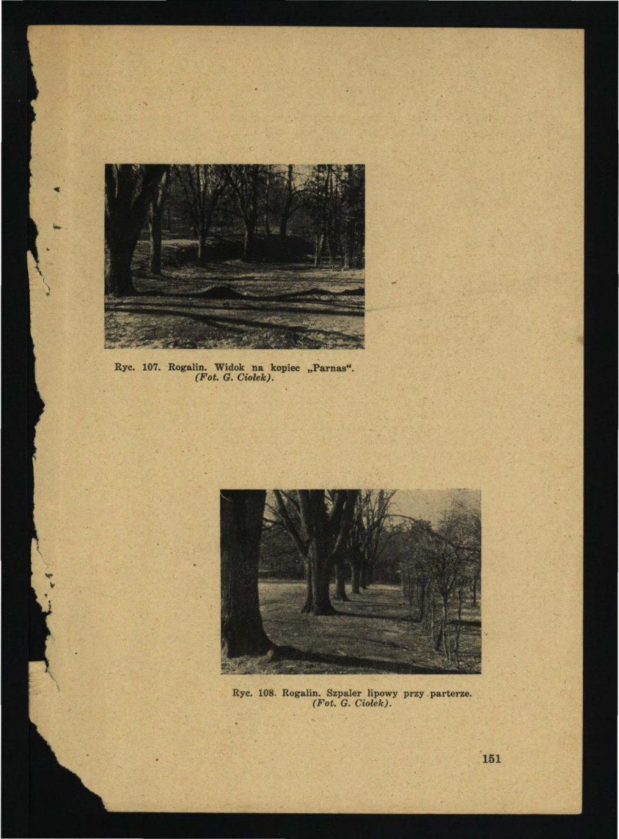 artykuł autorstwa G. Ciołka pt. Ogród w Rogalinie w: „Ochrona Zabytków” nr 2-3, r. III (1950), s. 147-152; trzy karty , skan 5