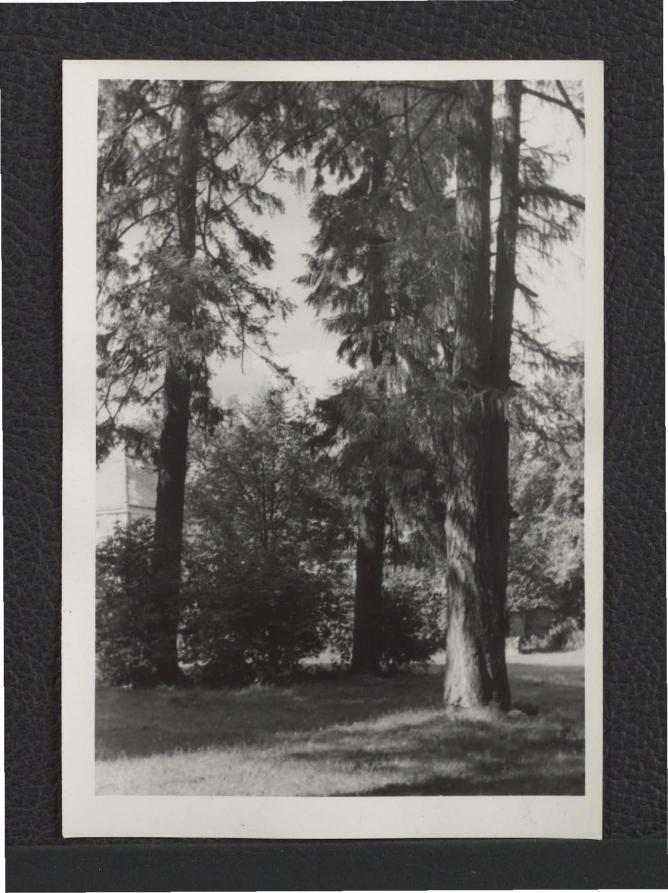 fotografia czarno-biała przedstawiająca miejscowy park  , skan 1