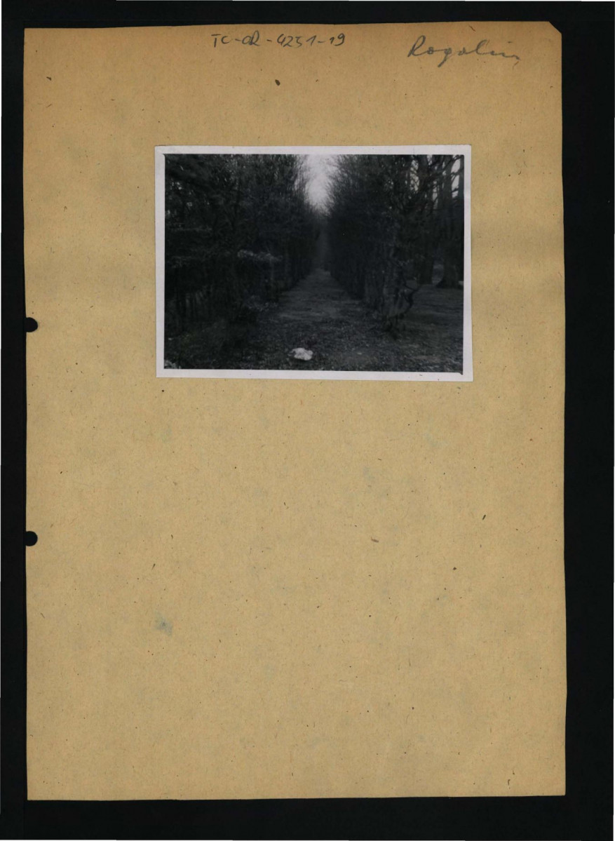 6 fotografii czarno-białych przedstawiających fragmenty miejscowego ogrodu, skan 7