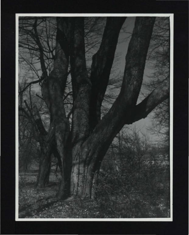 3 fotografie czarno-białe przedstawiające fragment miejscowego parku, skan 1