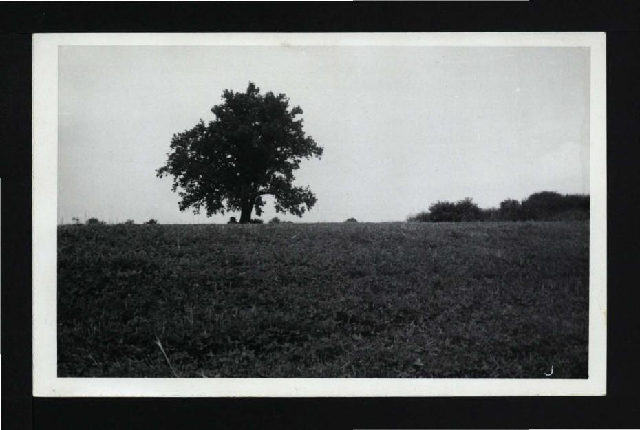 2 fotografie czarno-białe przedstawiające drzewa w pobliżu miejscowego zamku, skan 2