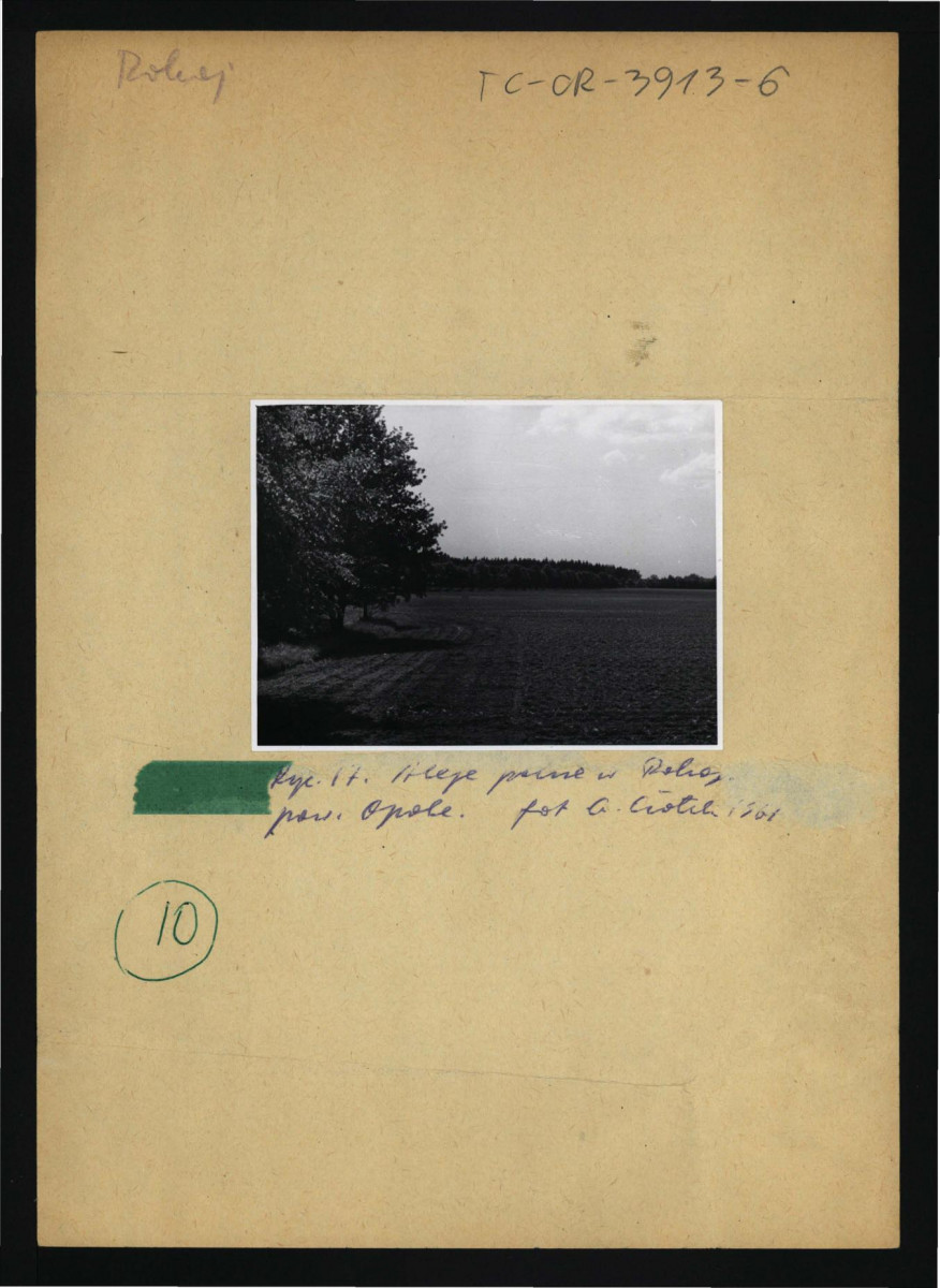 fotografia czarno-biała przedstawiająca miejscowy park, skan 1