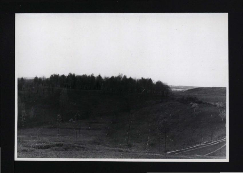 fotografia czarno-biała przedstawiająca wzgórze pokryte zagajnikiem, skan 1