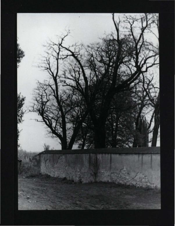 fotografia czarno-biała przedstawiająca fragment muru, skan 1