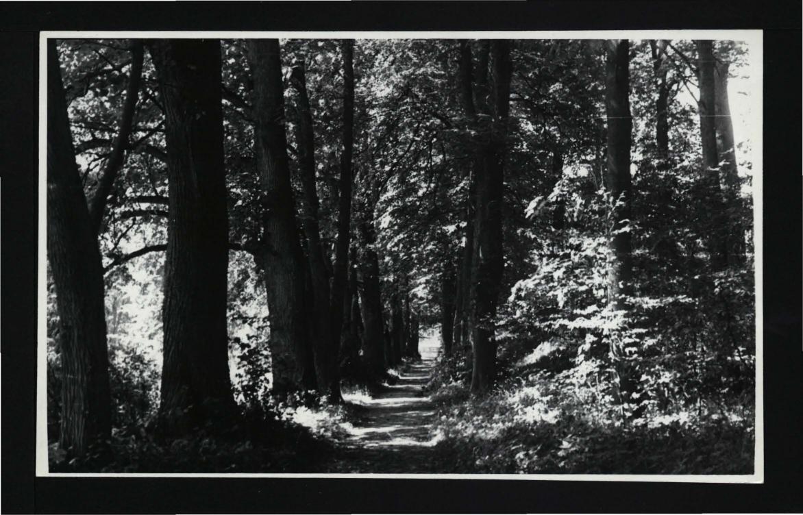 fotografia czarno-biała przedstawiająca jedną z alei parkowych                       , skan 1