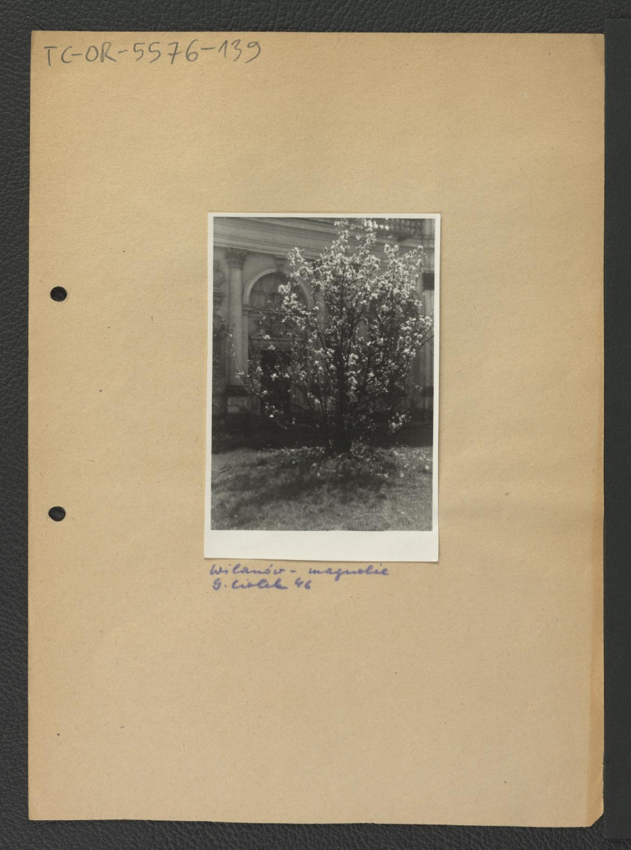 fotografia czarno-biała przedstawiająca magnolie w miejscowym parku, skan 1