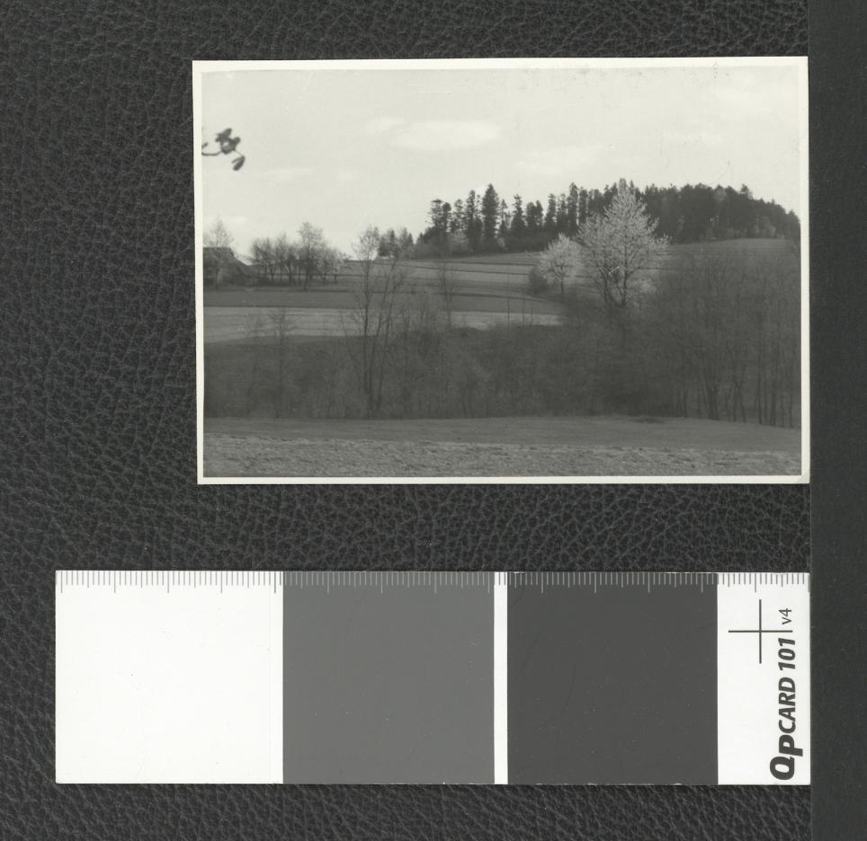 drzewostan w okolicach miejscowego klasztoru , skan 1