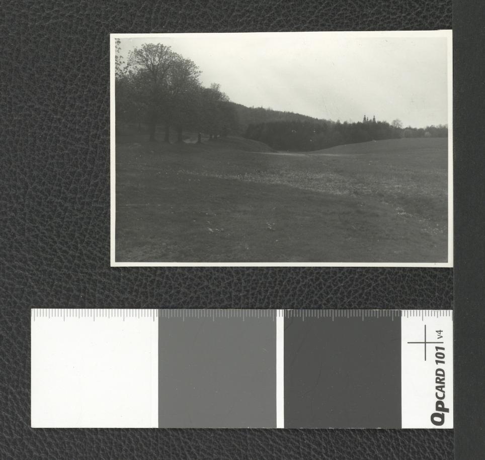 drzewostan w okolicach miejscowego klasztoru , skan 2