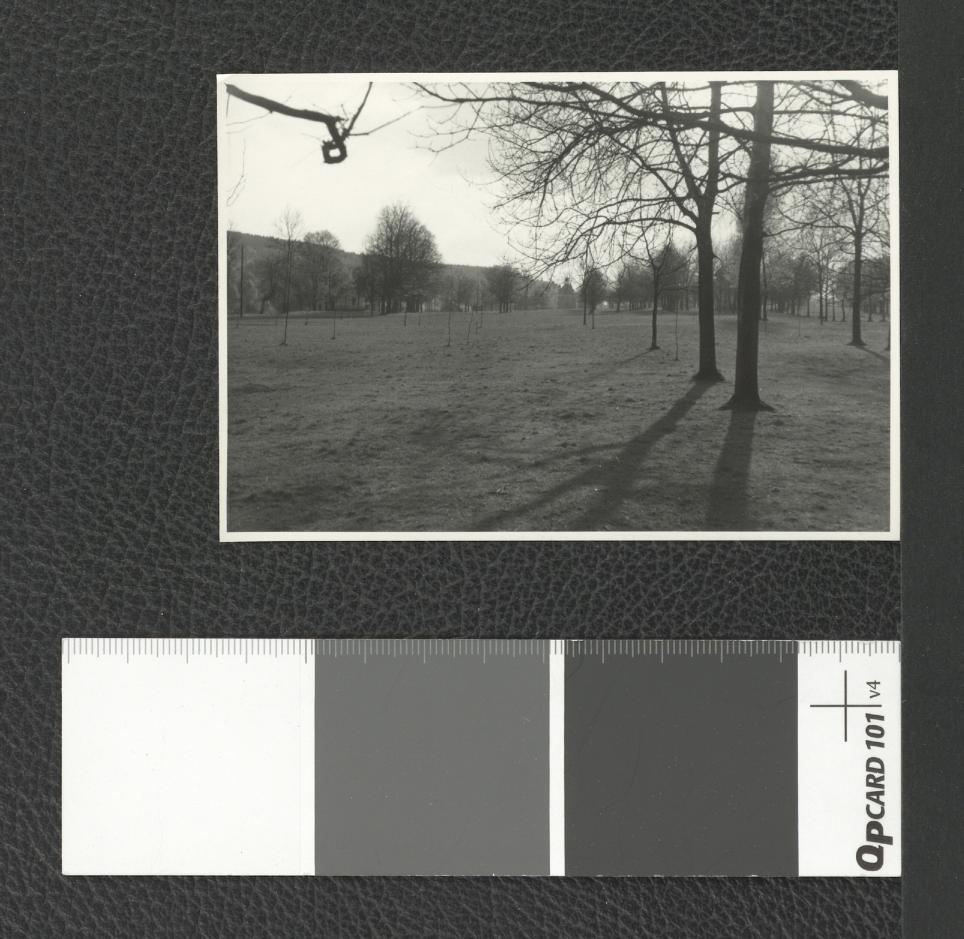 drzewostan w okolicach miejscowego klasztoru , skan 3