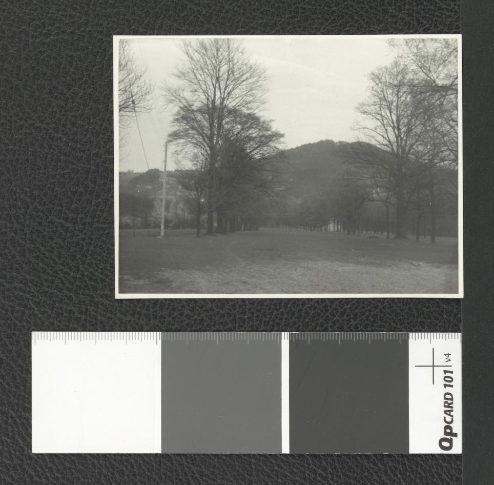 drzewostan w okolicach miejscowego klasztoru , skan 4