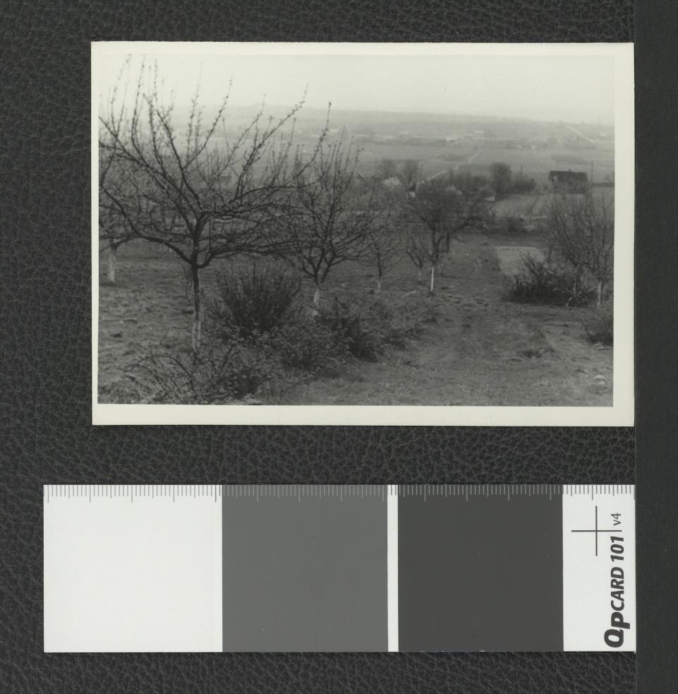 drzewa w przyklasztornym ogrodzie, skan 1