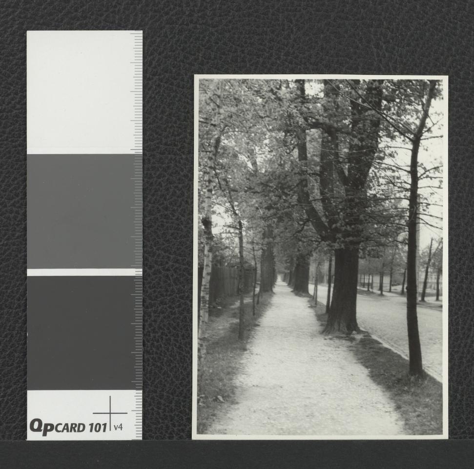 aleja prowadząca do klasztoru , skan 1