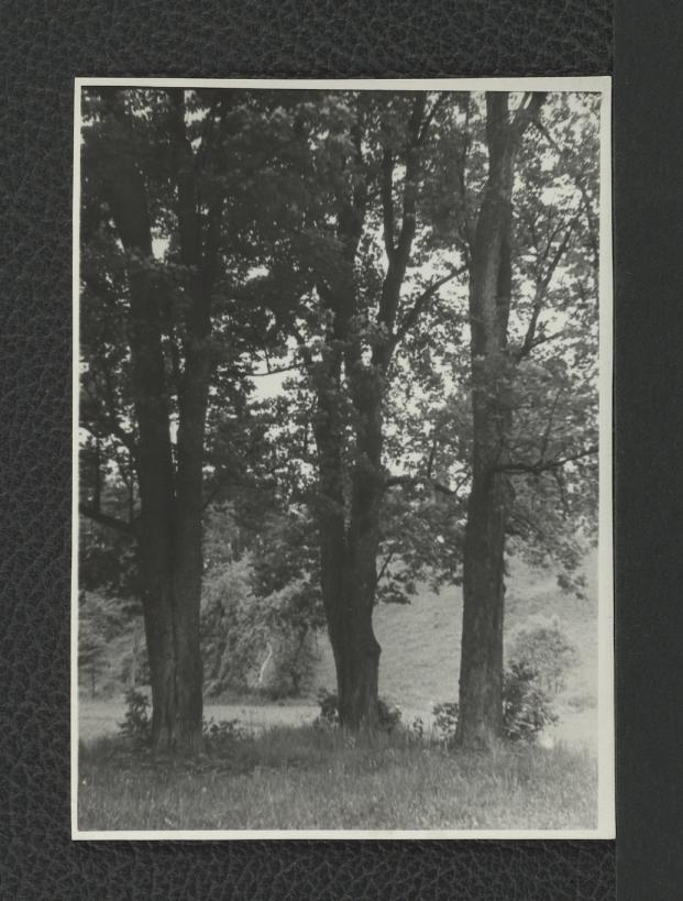 3 fotografie czarno-białe przedstawiające drzewa w miejscowym parku, skan 1