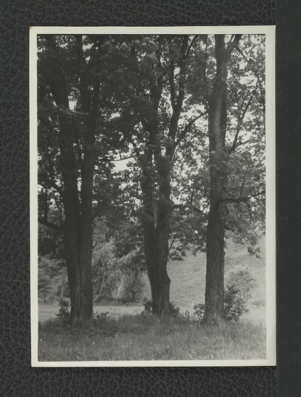 3 fotografie czarno-białe przedstawiające drzewa w miejscowym parku, skan 2