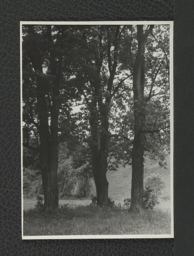 3 fotografie czarno-białe przedstawiające drzewa w miejscowym parku, skan 3