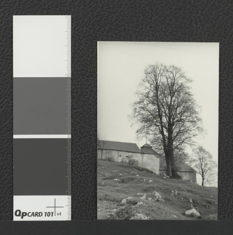fragment murów miejscowego klasztoru wraz z otaczającymi je drzewami, skan 1