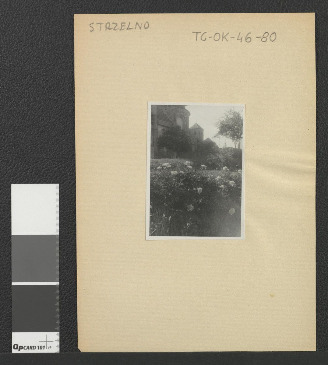 fragmenty miejscowego ogrodu; w tle zabudowania zespołu klasztornego , skan 4