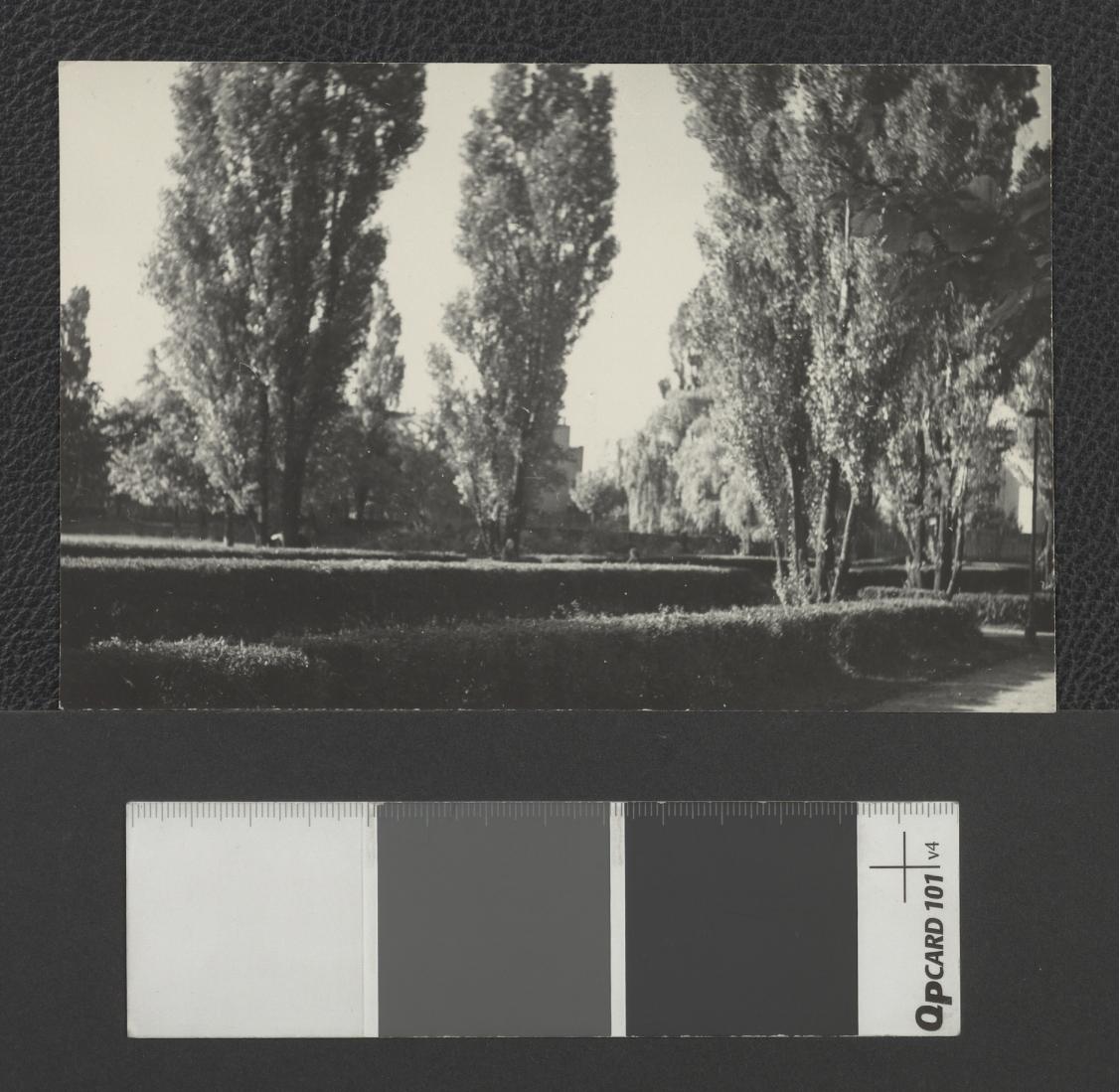 fotografia czarno-biała, luzem, przedstawia zieleń parkową, na pierwszym planie strzyżony żywopłot oraz topole włoskie. Dopiski odręczne na rewersie fotografii: „Łódź, skwer miejski” oraz „Fot. T. Szymanowski”. Pieczątka Instytutu Urbanistyki i Architektury, skan 1