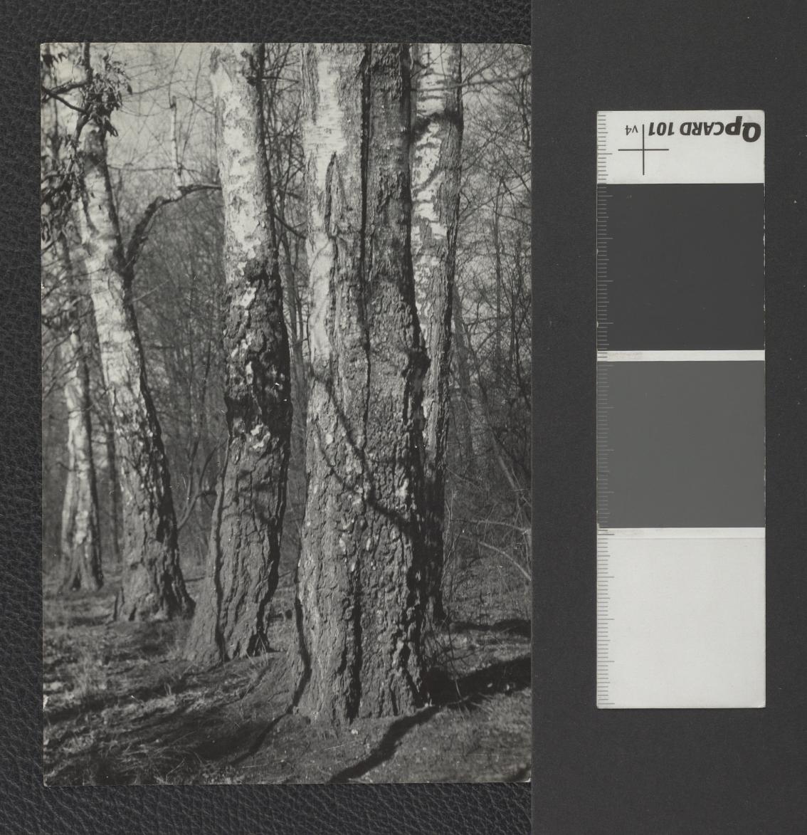 fotografia czarno-biała, przedstawia pnie brzóz brodawkowatych. Dopiski odręczne na rewersie fotografii: „Grupa brzóz (Betula verrucosa) w parku miejskim w Pruszkowie 1951 r.” oraz pieczątki: „Fot. T. Szymanowski” oraz „Instytut Urbanistyki i Architektury”, skan 1
