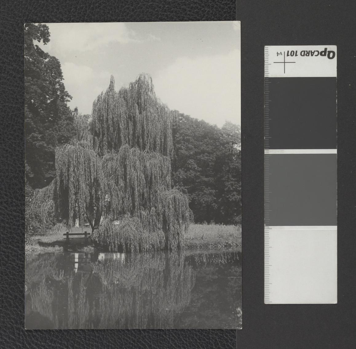 fotografia czarno-biała, przedstawia fragment parku, widok na staw z wierzbą (odmiana Pendula). Dopisek odręczny na rewersie fotografii: „Żywiec - fragment parku z wierzbą zwisłą nad stawem” oraz pieczątki: „Fot. T. Szymanowski” oraz „Instytut Urbanistyki i Architektury”, skan 1