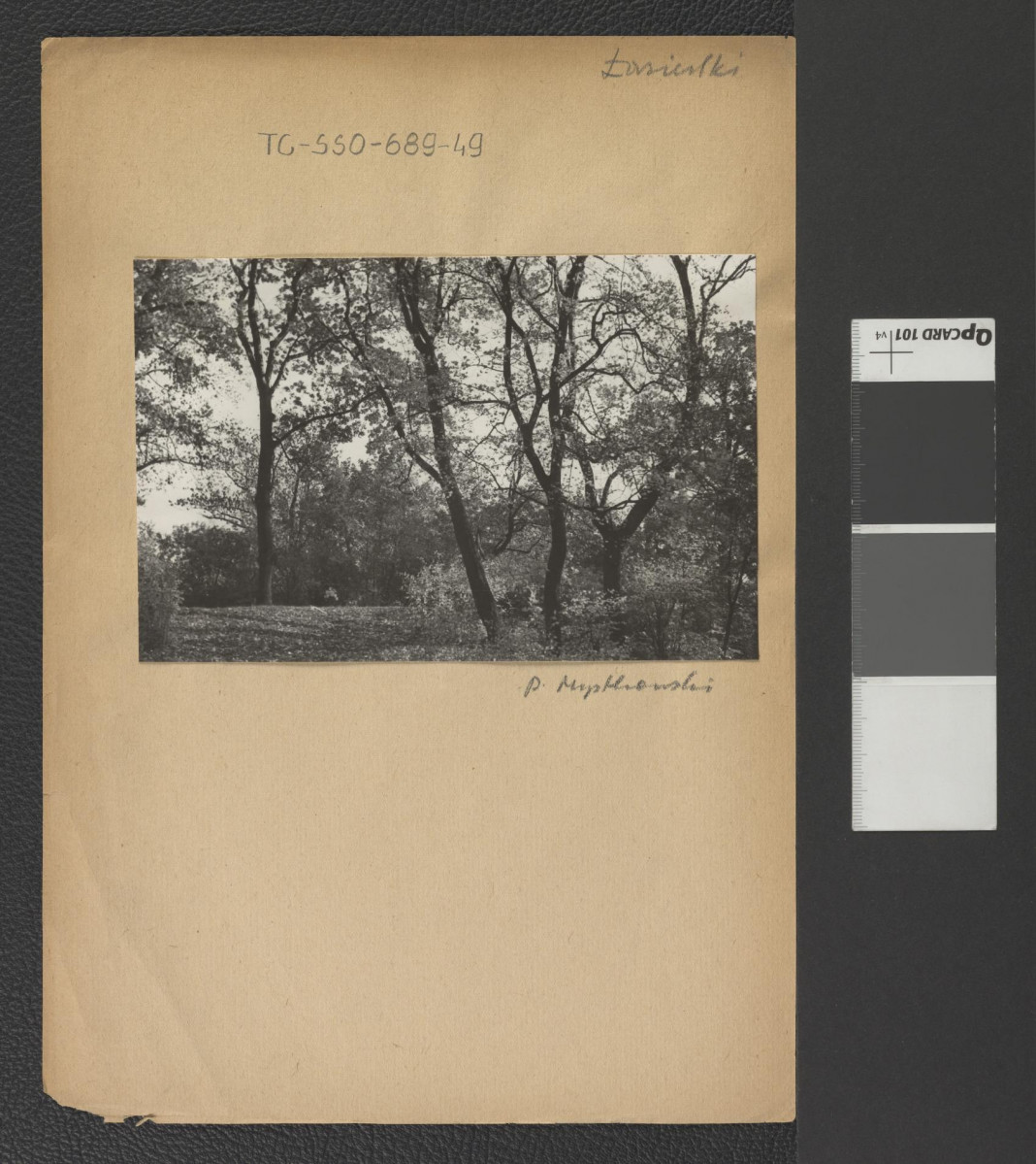 fotografia czarno-biała, przedstawia fragment parku Łazienki w Warszawie, sylwety rosłych klonów zwyczajnych (?) w jesiennej szacie. Dopiski odręczne: „Łazienki” oraz „P. Mystkowski”, skan 1
