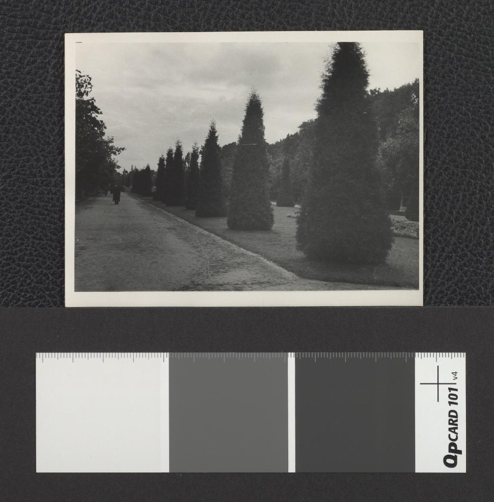 widok na aleję cyprysów, skan 2