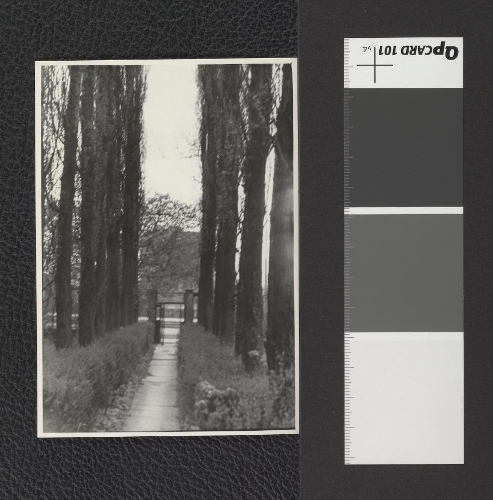 rząd topoli włoskich, skan 1