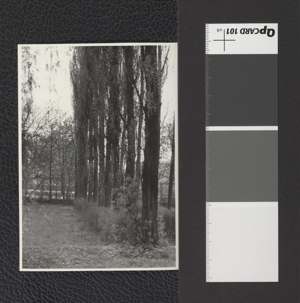 rząd topoli włoskich, skan 2