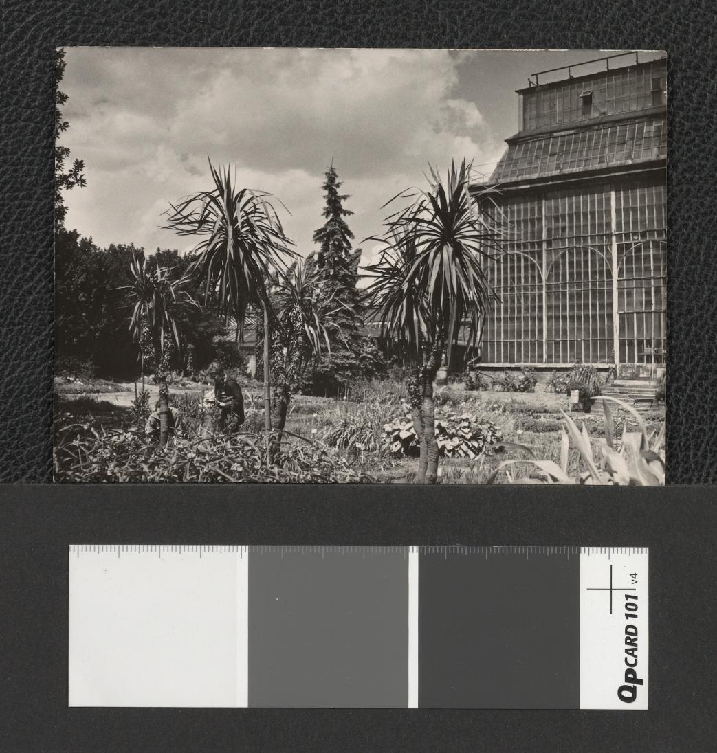 fragment Ogrodu Botanicznego i palmiarni, skan 1