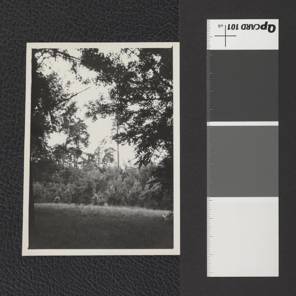 fotografie przedstawiające przykłady drzewostanu w miejscowym parku, skan 3