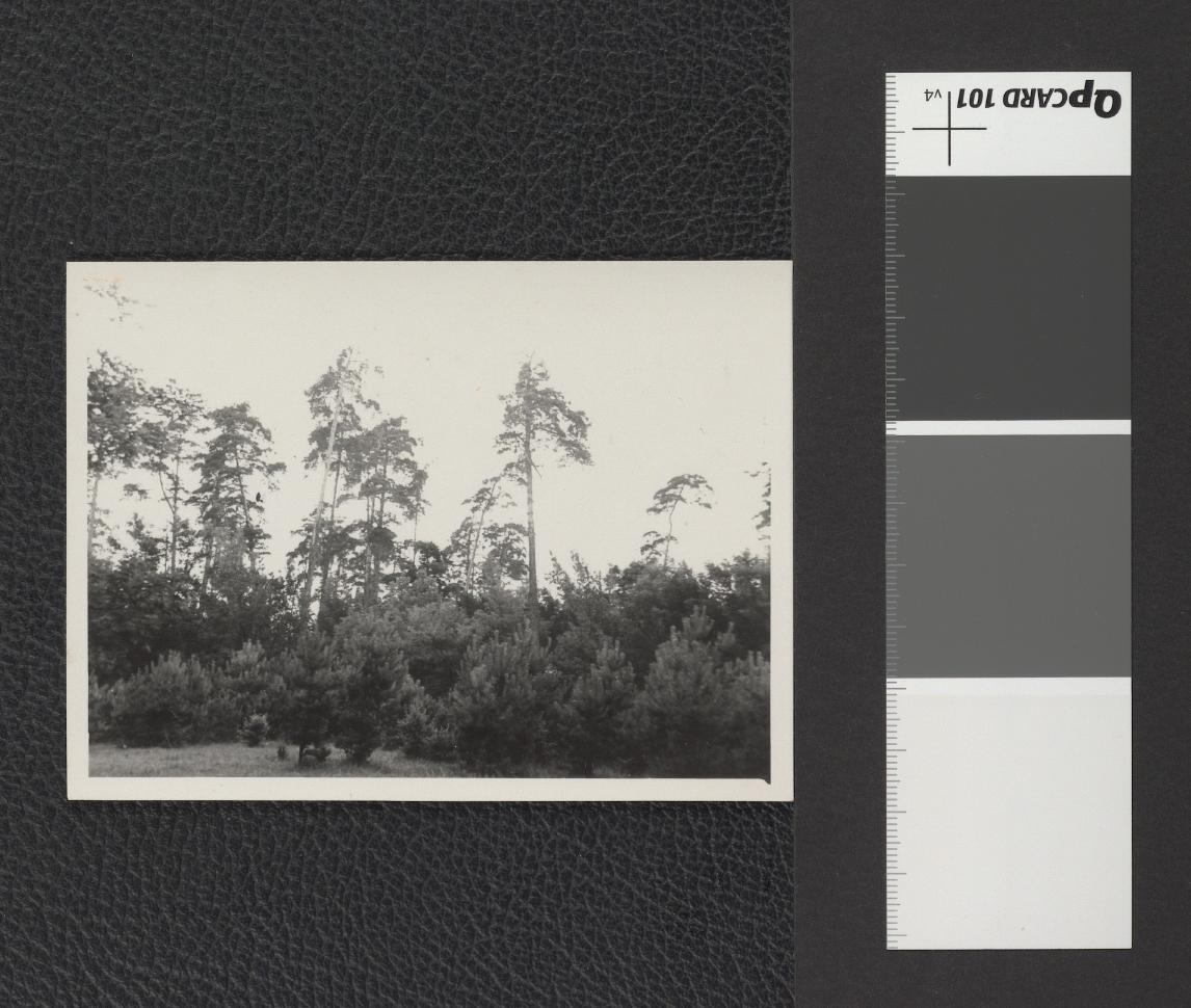 fotografie przedstawiające przykłady drzewostanu w miejscowym parku, skan 6