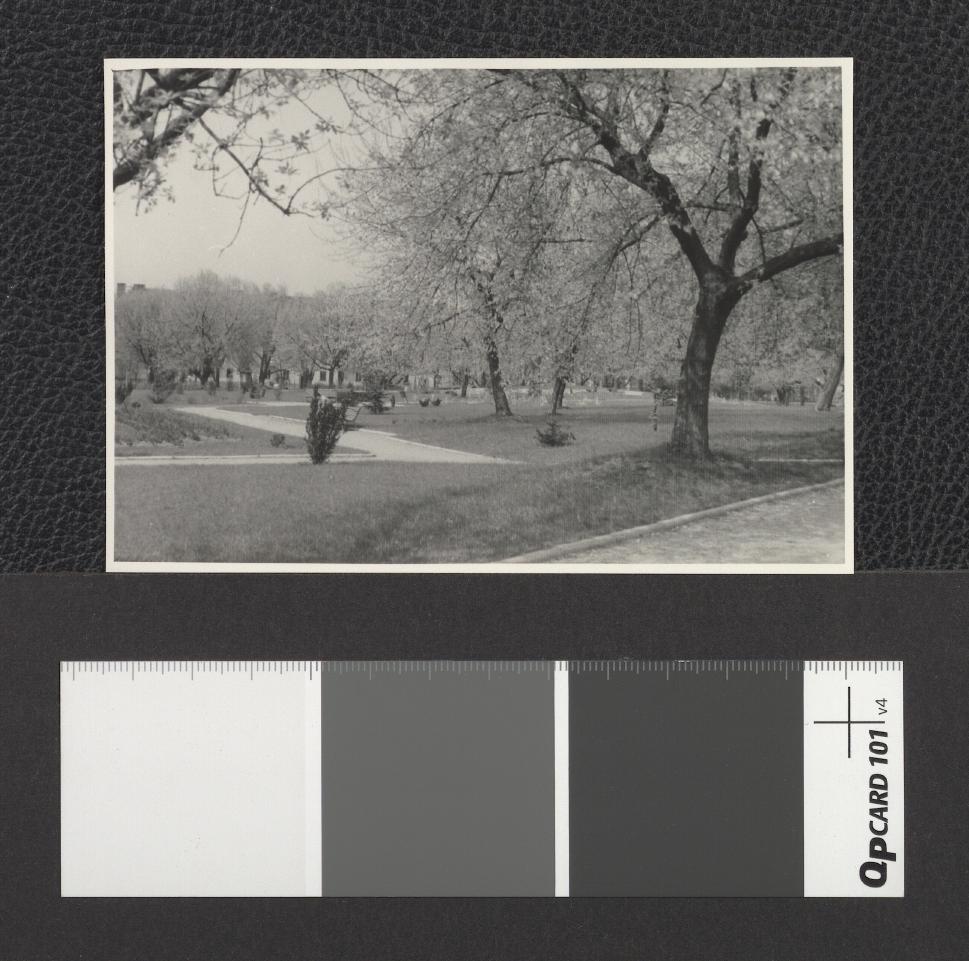 fragmenty miejscowego parku, skan 1