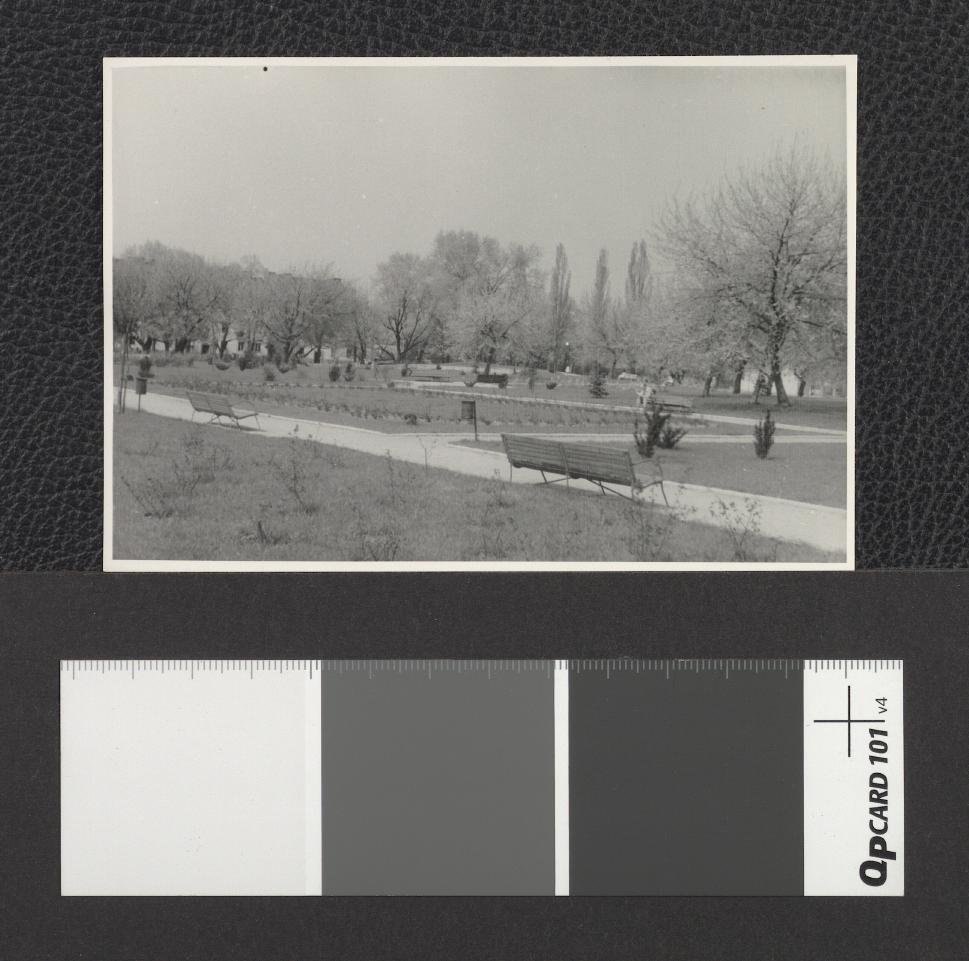 fragmenty miejscowego parku, skan 2
