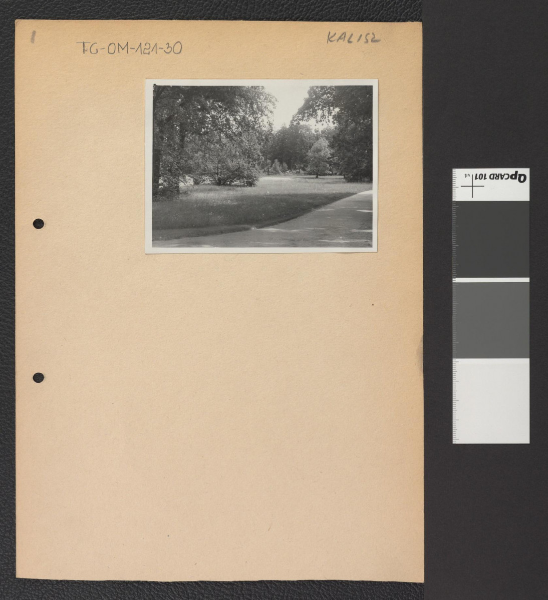 przykłady roślinności w miejscowym parku, skan 3