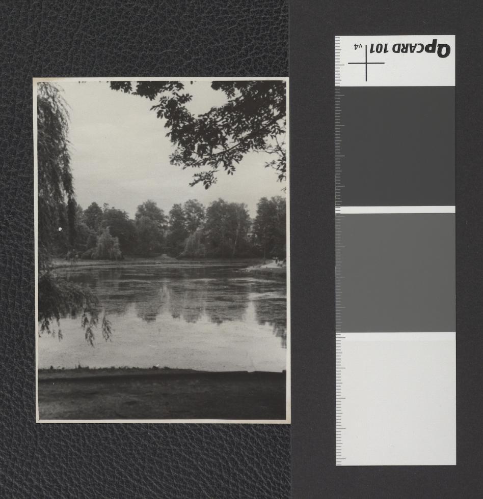 staw w miejscowym parku, skan 2