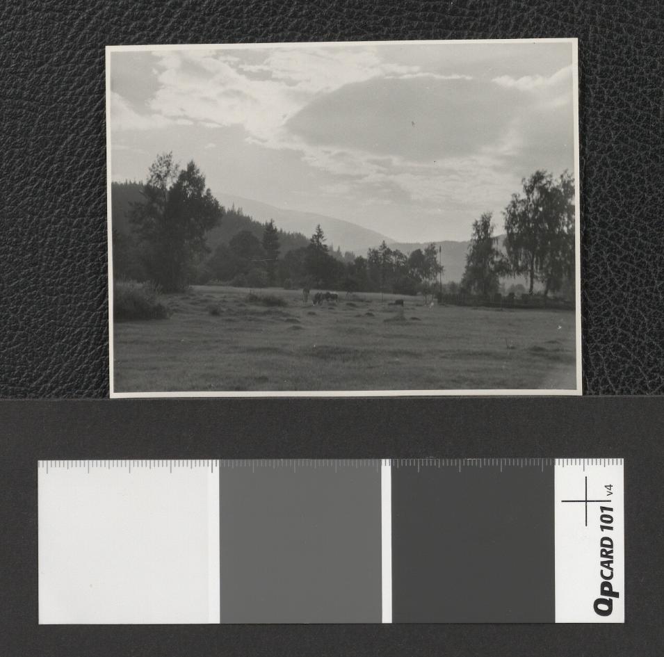 wzgórza w okolicach Zubrzycy Górnej (Beskid Żywiecko-Orawski), skan 2