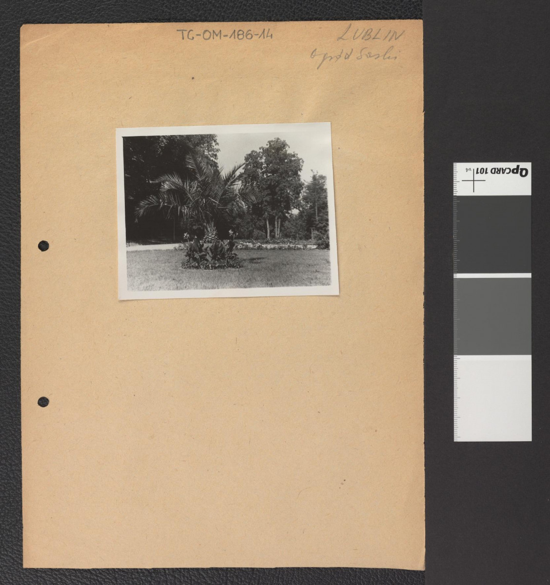 roślinność w miejscowym ogrodzie, skan 1