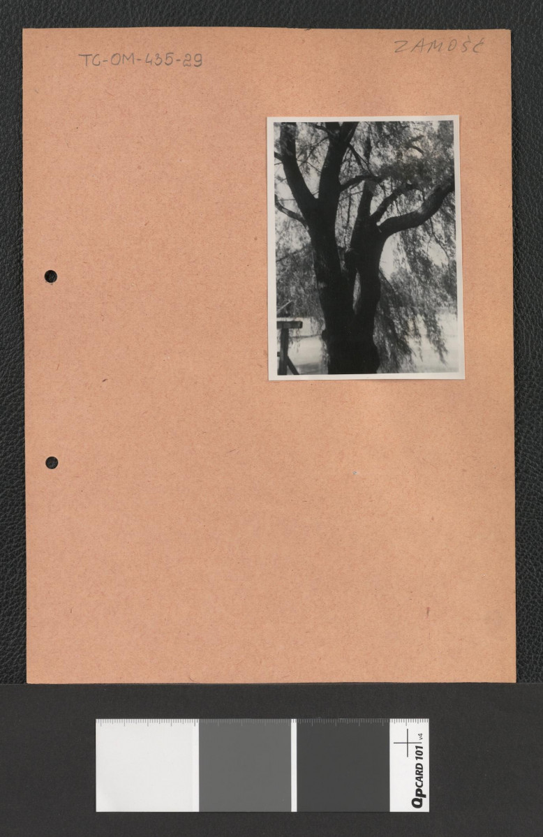 przykłady miejscowej roślinności (fotografie dwubarwne), skan 2