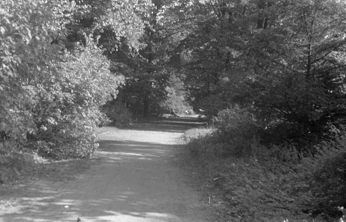 park Szczytnicki - aleja w ogrodzie japońskim - fragment, skan 1