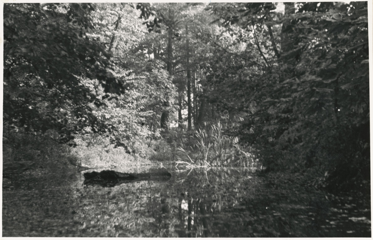 Zespół pałacowo - parkowy,  fragment parku - widok na staw z wyspą, skan 1