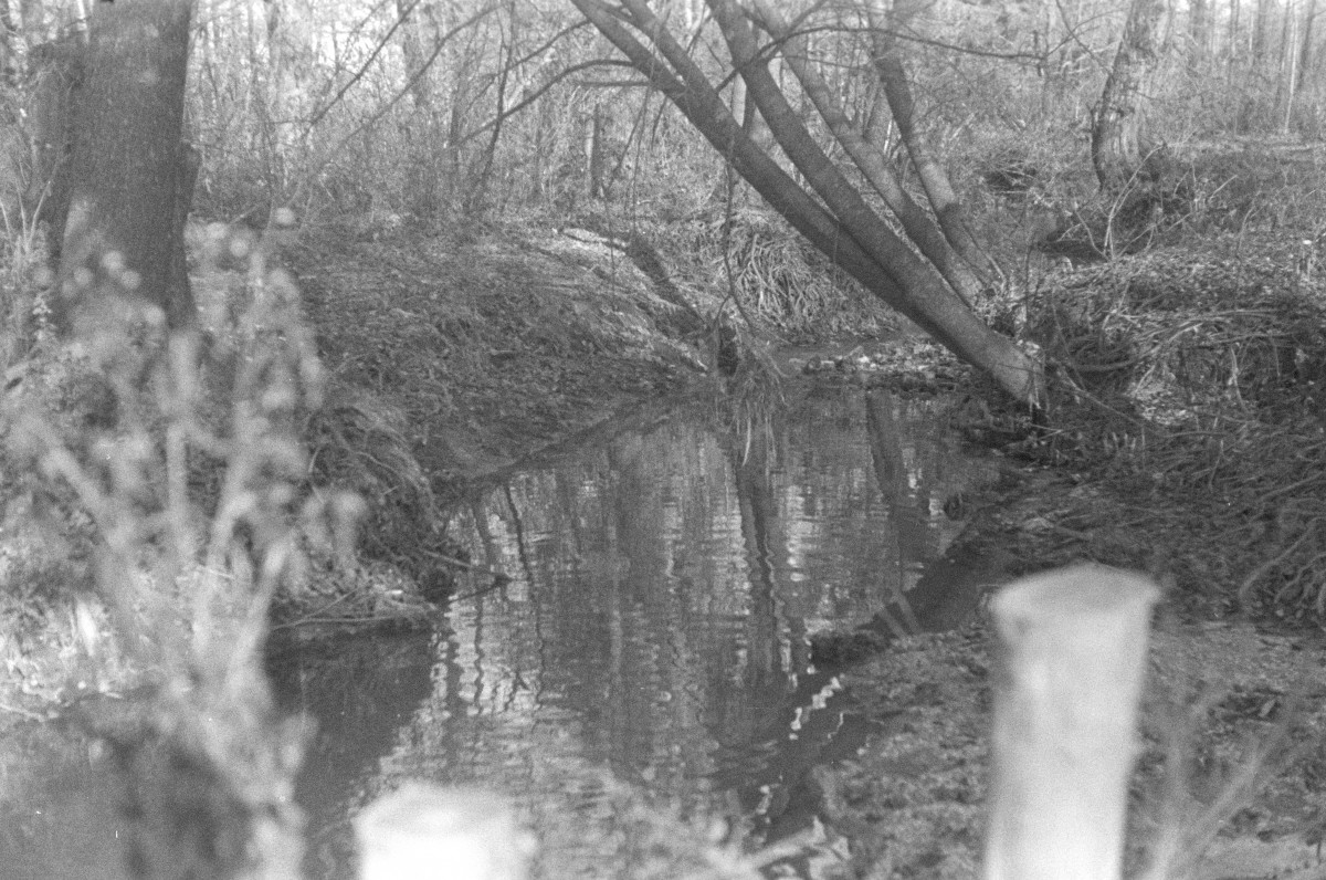 dwór Koźmianów - park krajobrazowy - dopływ do stawu, skan 1