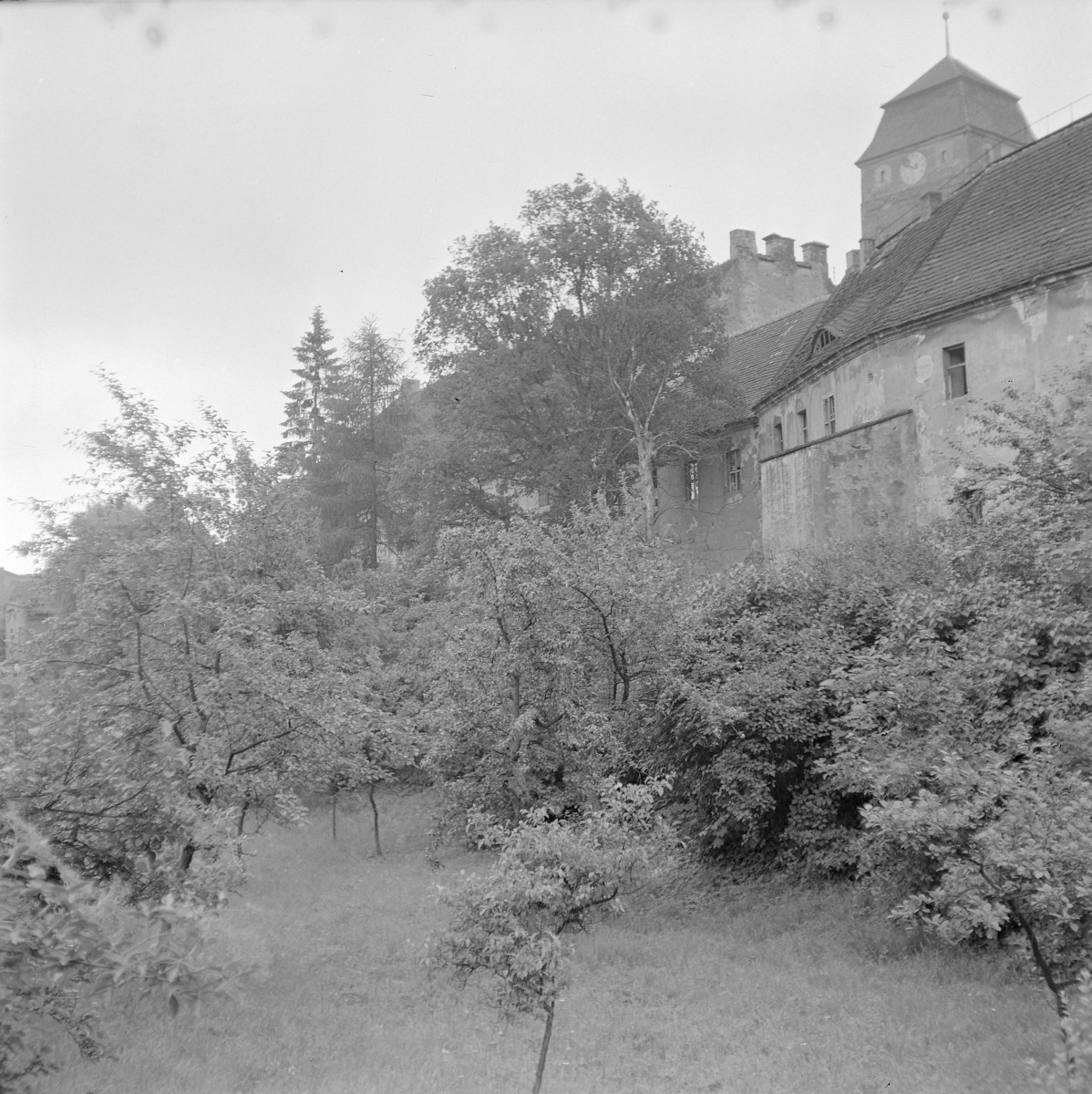Fragment zespołu poklasztornego w Żaganiu, położony na skarpie i częściowo przesłonięty gęstą zielenią.W górnej części kadru widać długie, dwukondygnacyjne skrzydło klasztorne o tynkowanej elewacji i stromym dachu krytym dachówką. W tle wyrasta masywna, czworoboczna wieża z zegarem i wysokim, czterospadowym dachem – charakterystyczny element zespołu dawnego klasztoru kanoników regularnych (augustianów)., skan 1