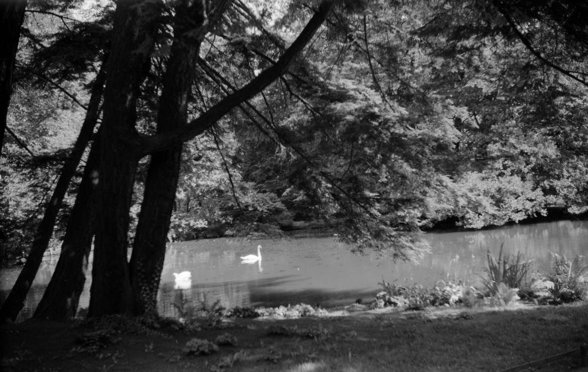 Park Oliwski im. Adama Mickiewicza - fragment zbiornika wodnego, skan 1