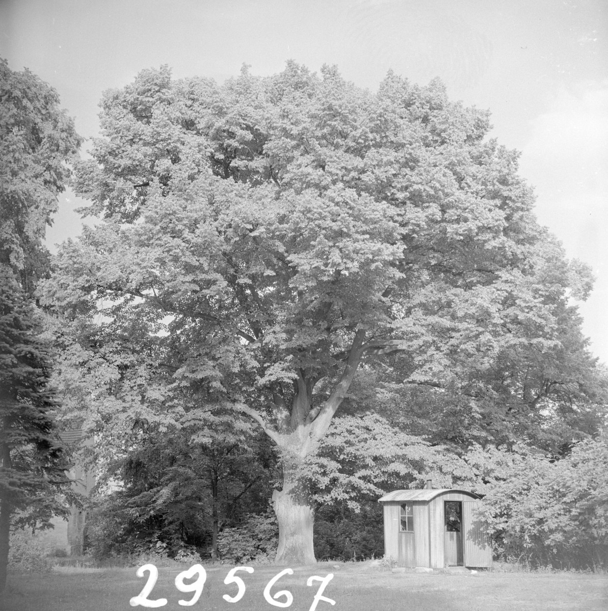 zespół pałacowy - park, drzewo, skan 1
