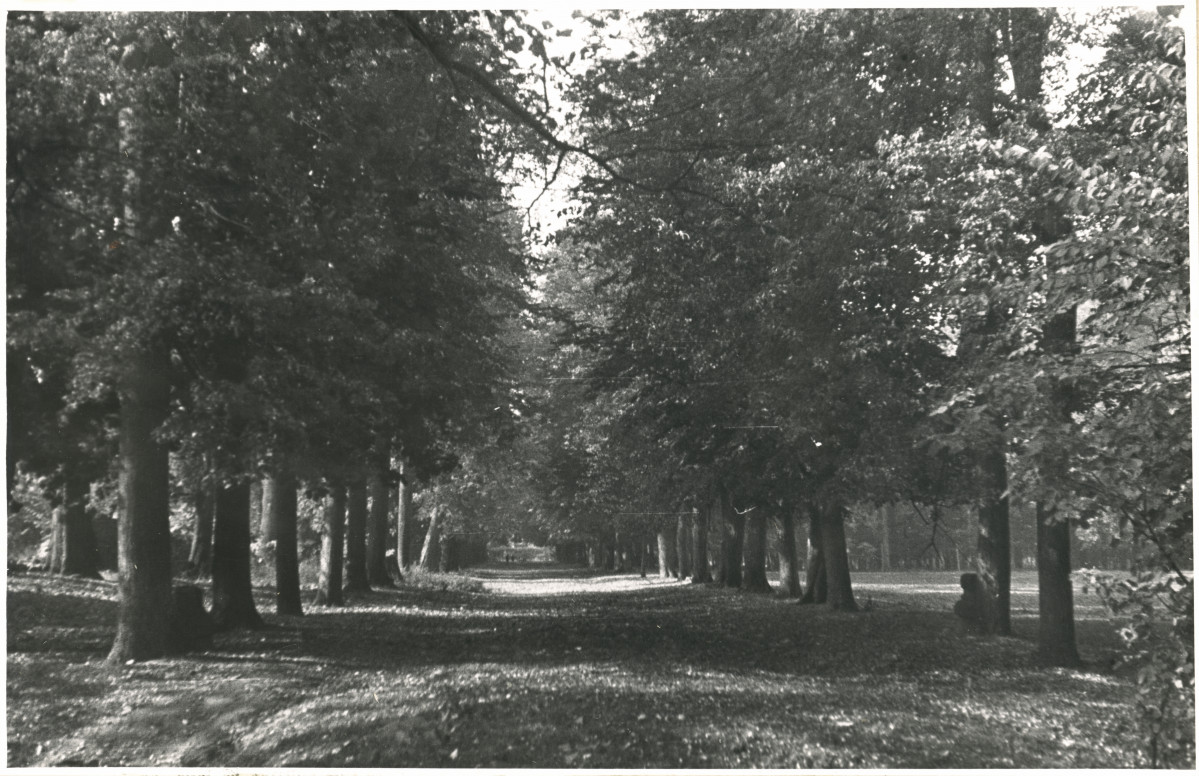 Zespół pałacowo - parkowy,  fragment parku - aleja lipowa, skan 1