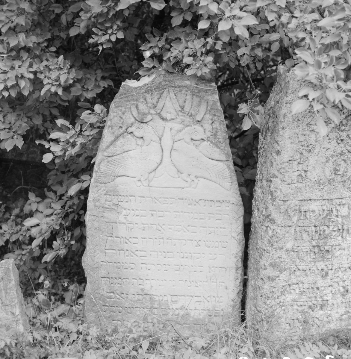 Cmentarz, Kirkut - macewy, skan 1